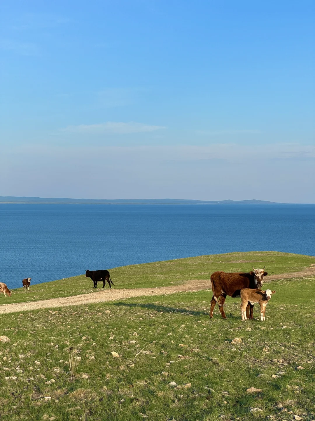 live.在呼伦贝尔实现了草原的尽头看大海!!
