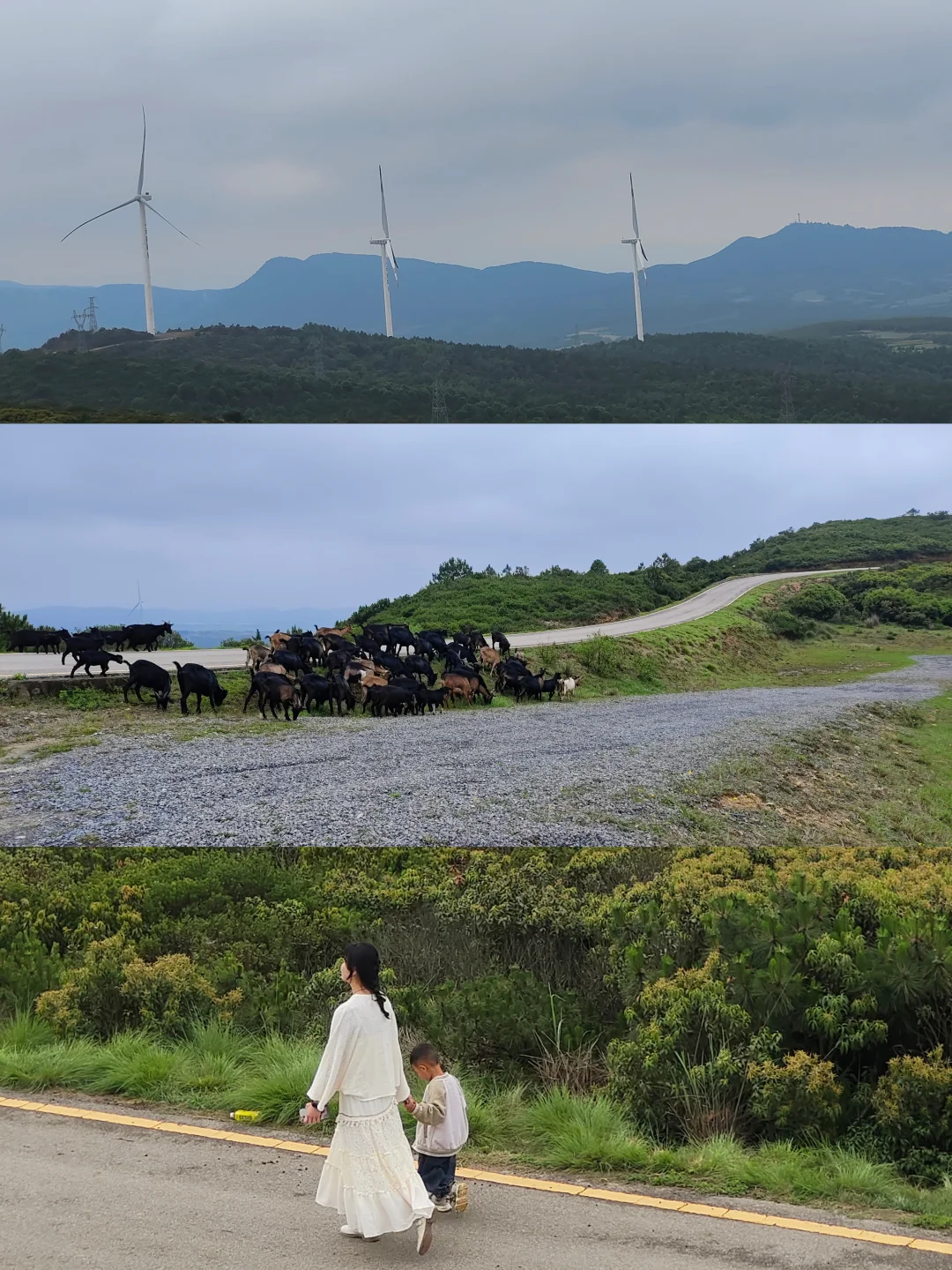 曲靖捡菌攻略之诸葛南山