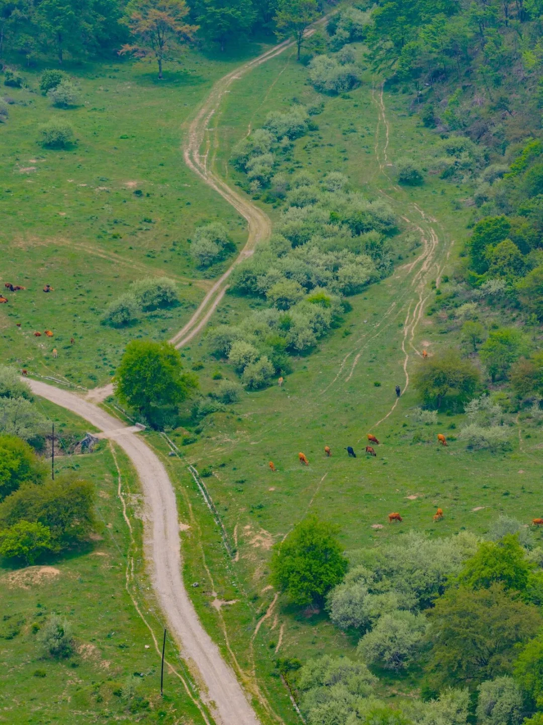 🌲被问爆的汉中秦巴古道自驾路线来了!