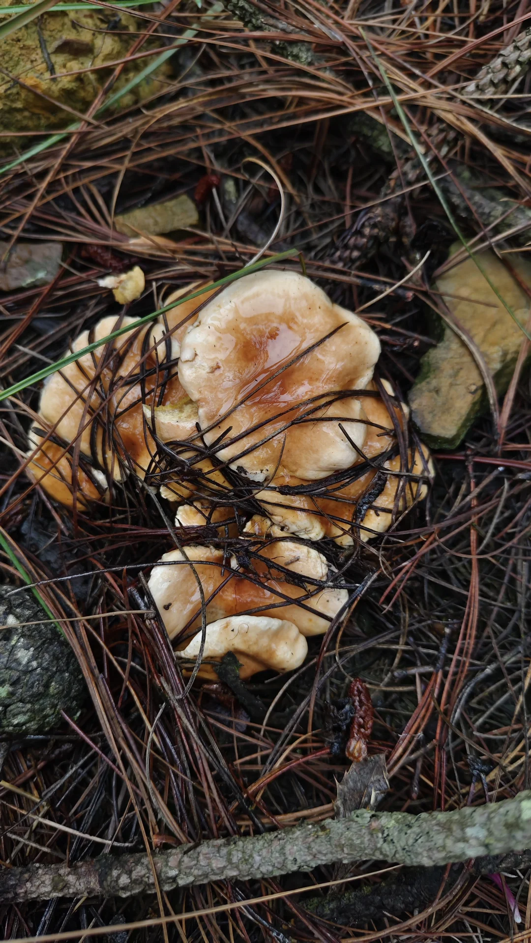 曲靖捡菌攻略之诸葛南山