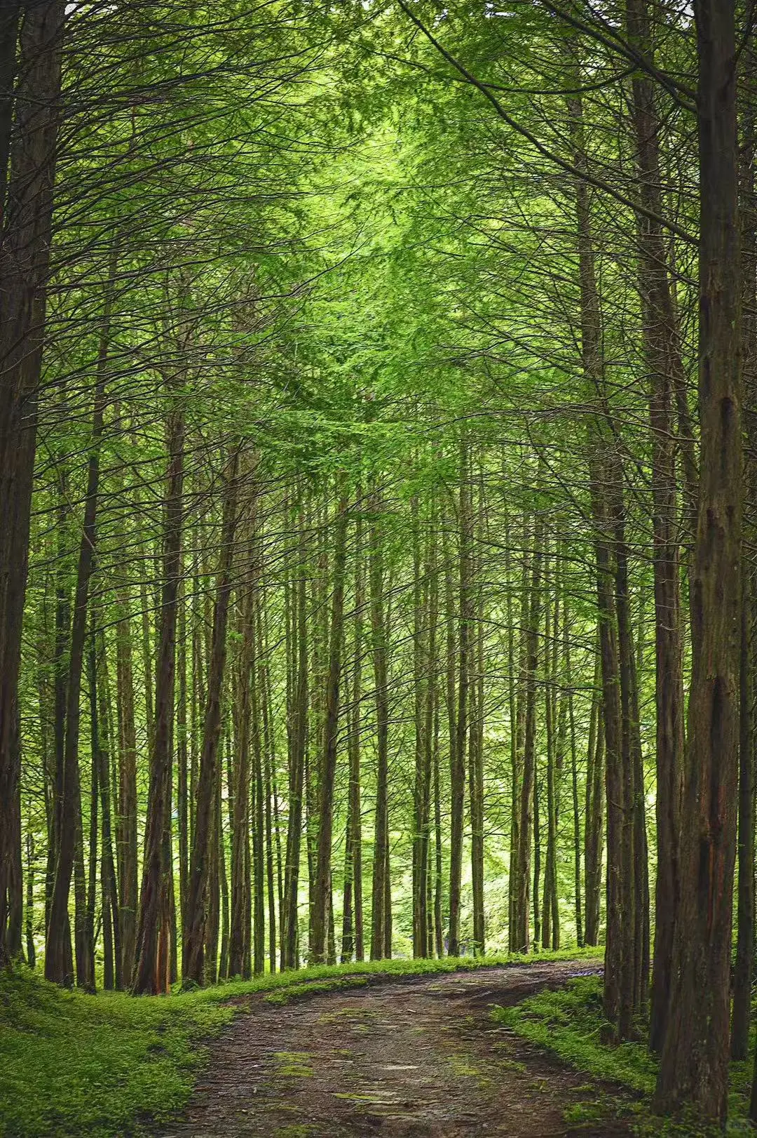 🌲被问爆的汉中秦巴古道自驾路线来了!