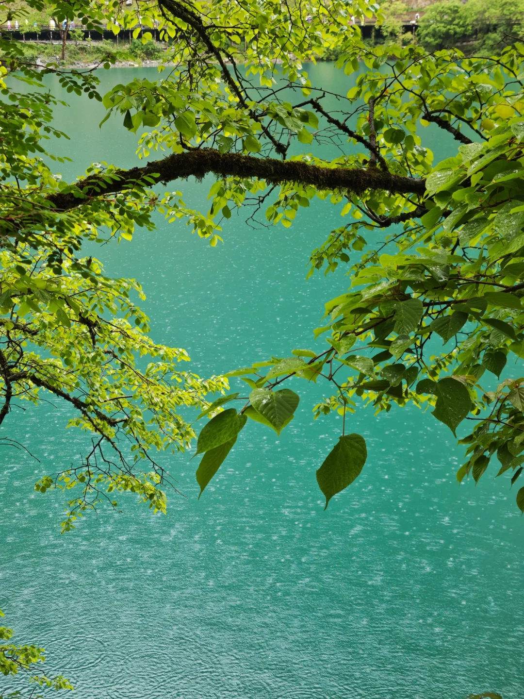 📍6.2九寨沟live已回。😭我的避雷建议是.…..