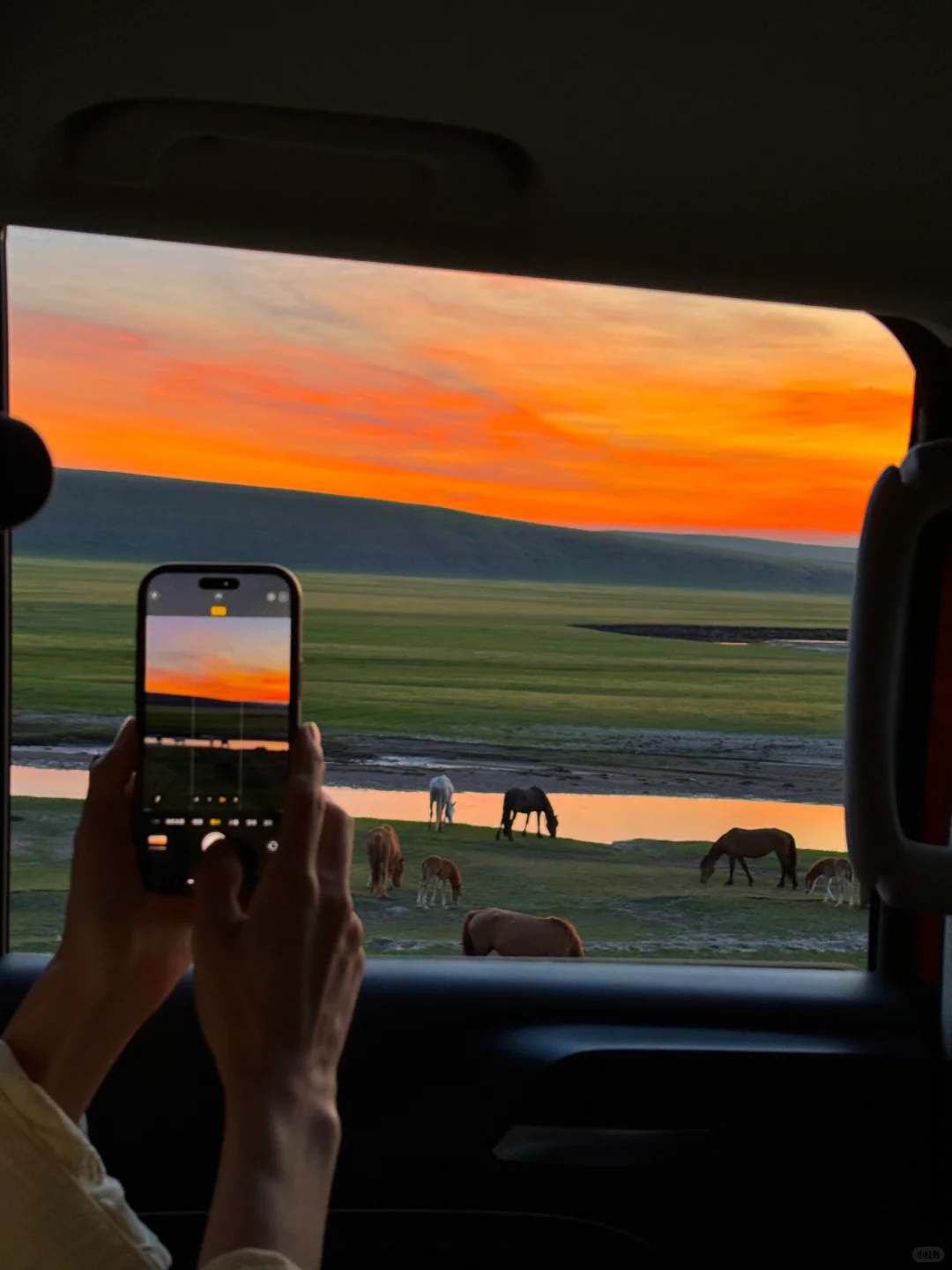 live图被草原治愈了，美的让人失语～
