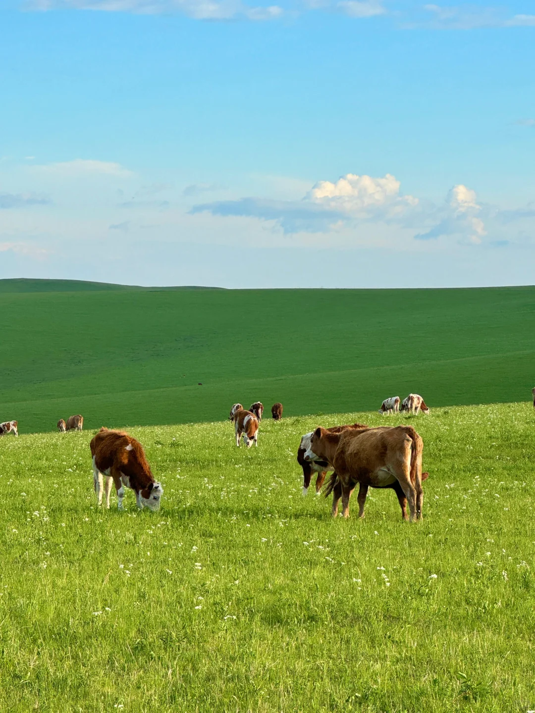 live.在呼伦贝尔实现了草原的尽头看大海!!