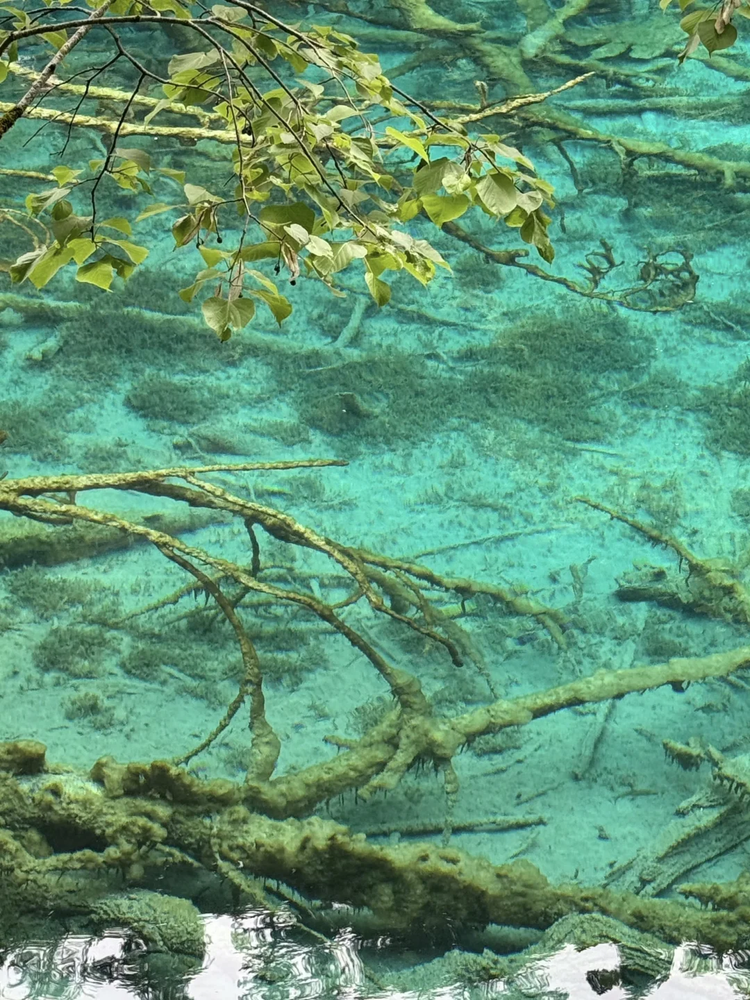 📍6.2九寨沟live已回。😭我的避雷建议是.…..