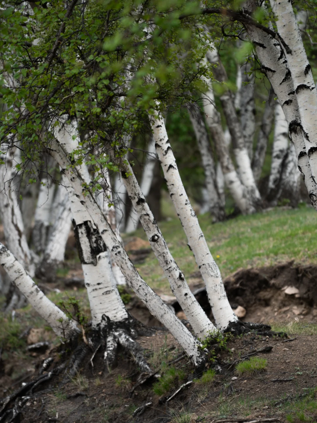 北京出发赤峰大青山经典草原塞尔达