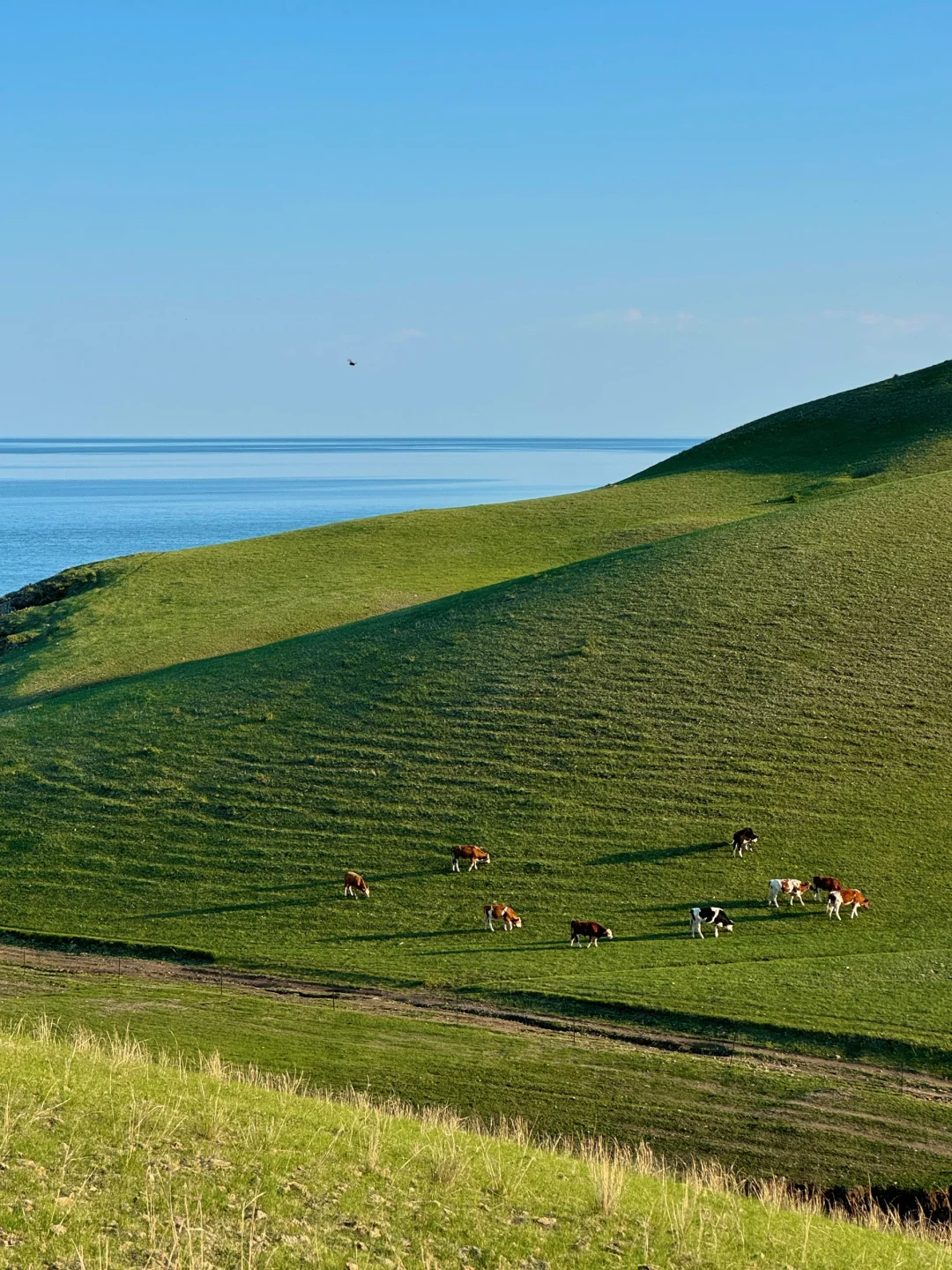 live.在呼伦贝尔实现了草原的尽头看大海!!