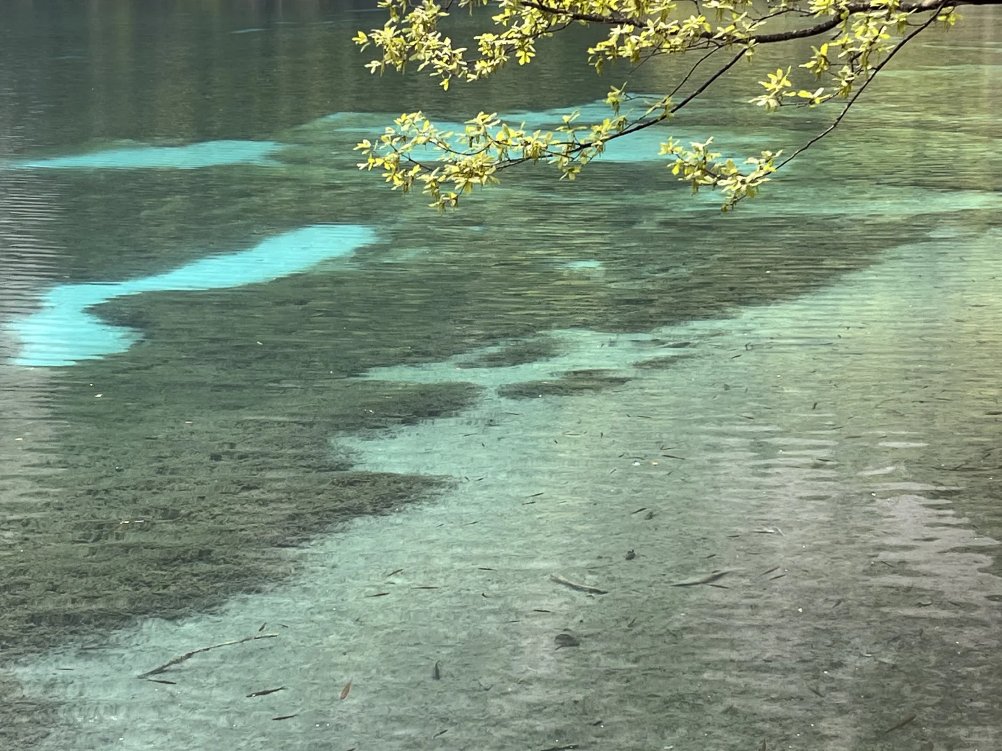 九寨沟两日游攻略｜带爸妈慢旅行