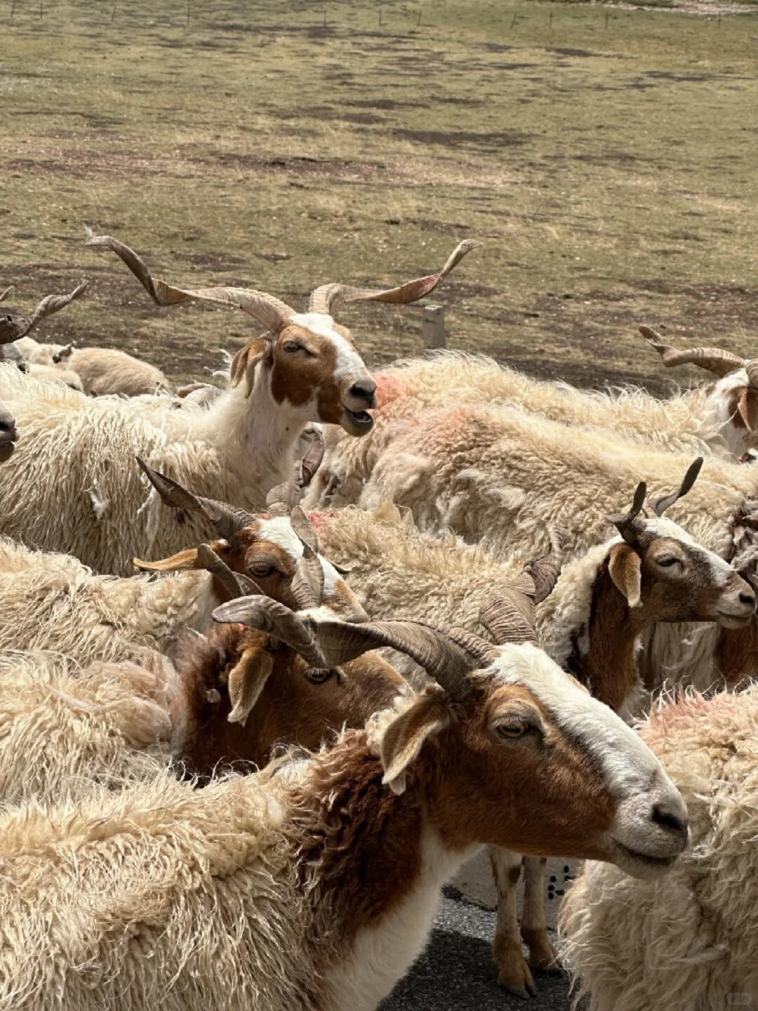 6.1📍甘南已回,说点难听的大实话。。