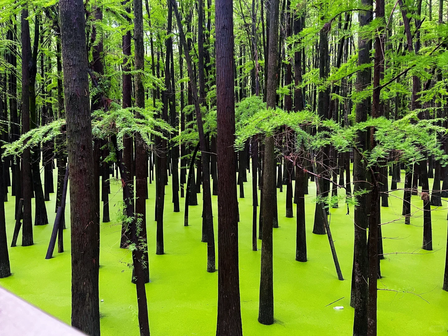 谁说绿野仙踪只在童话里⁉️