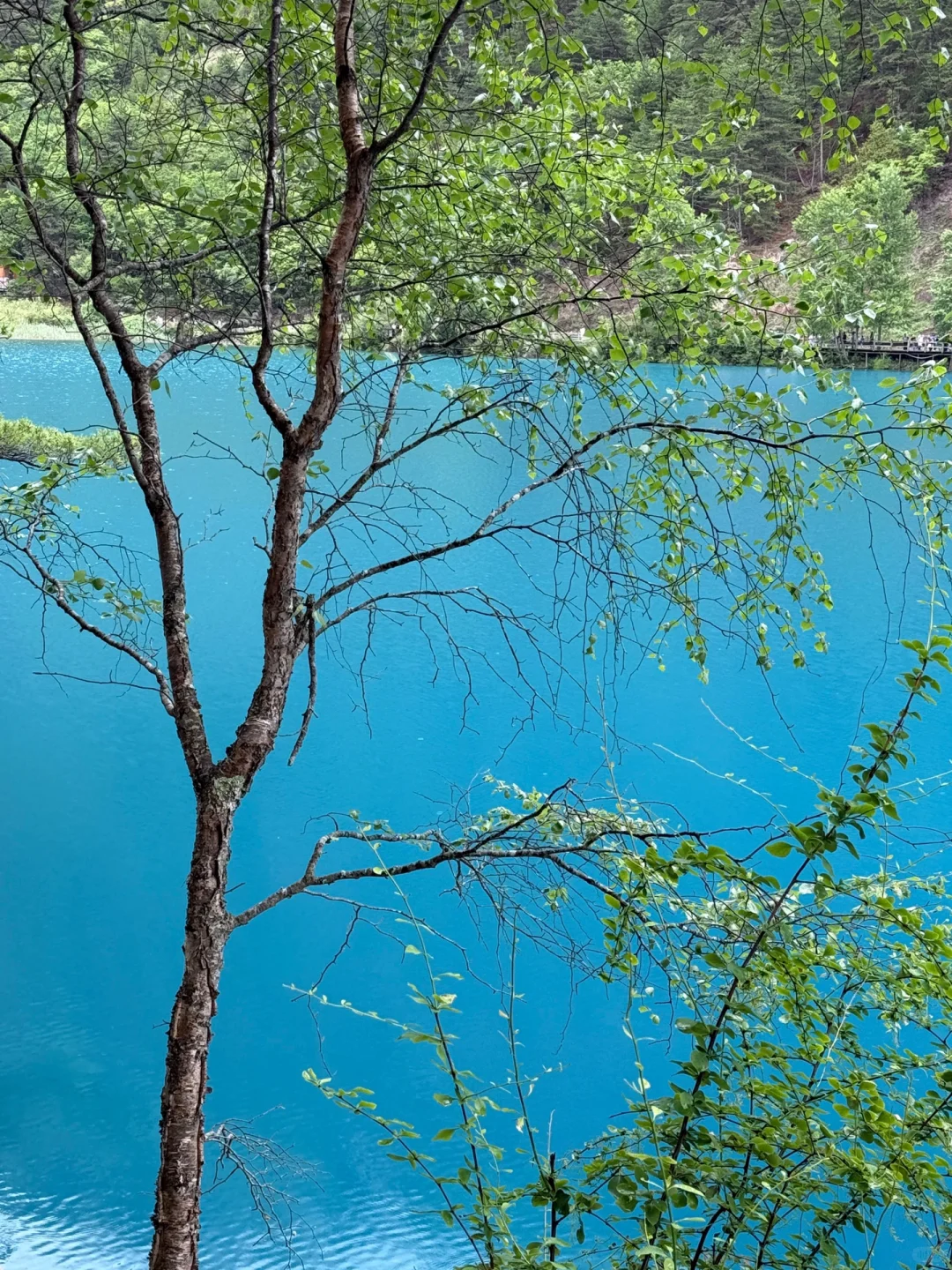 📍6.2九寨沟live已回。😭我的避雷建议是.…..
