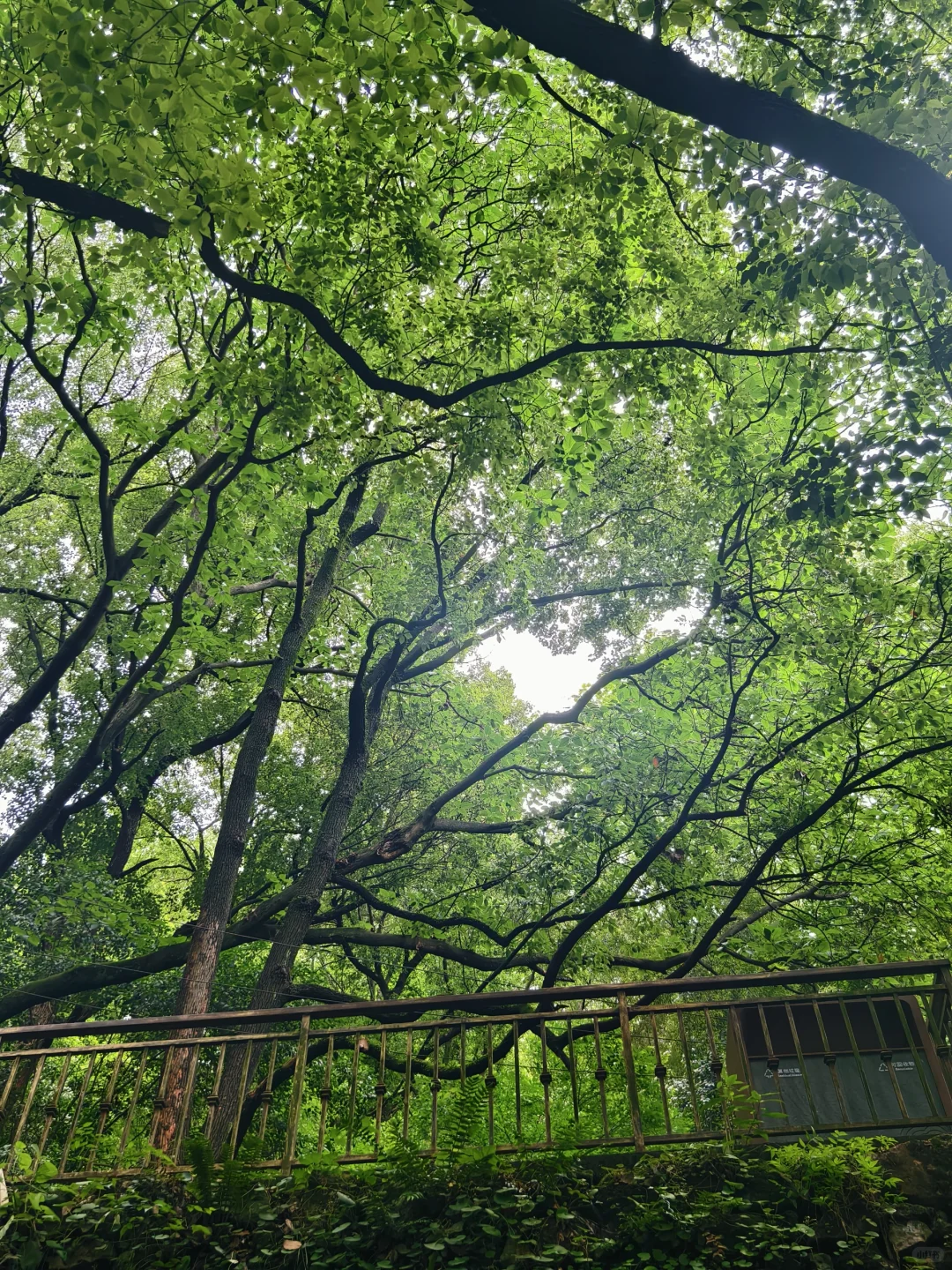 旺季别去虎跑公园挤了！来这个小众景点～