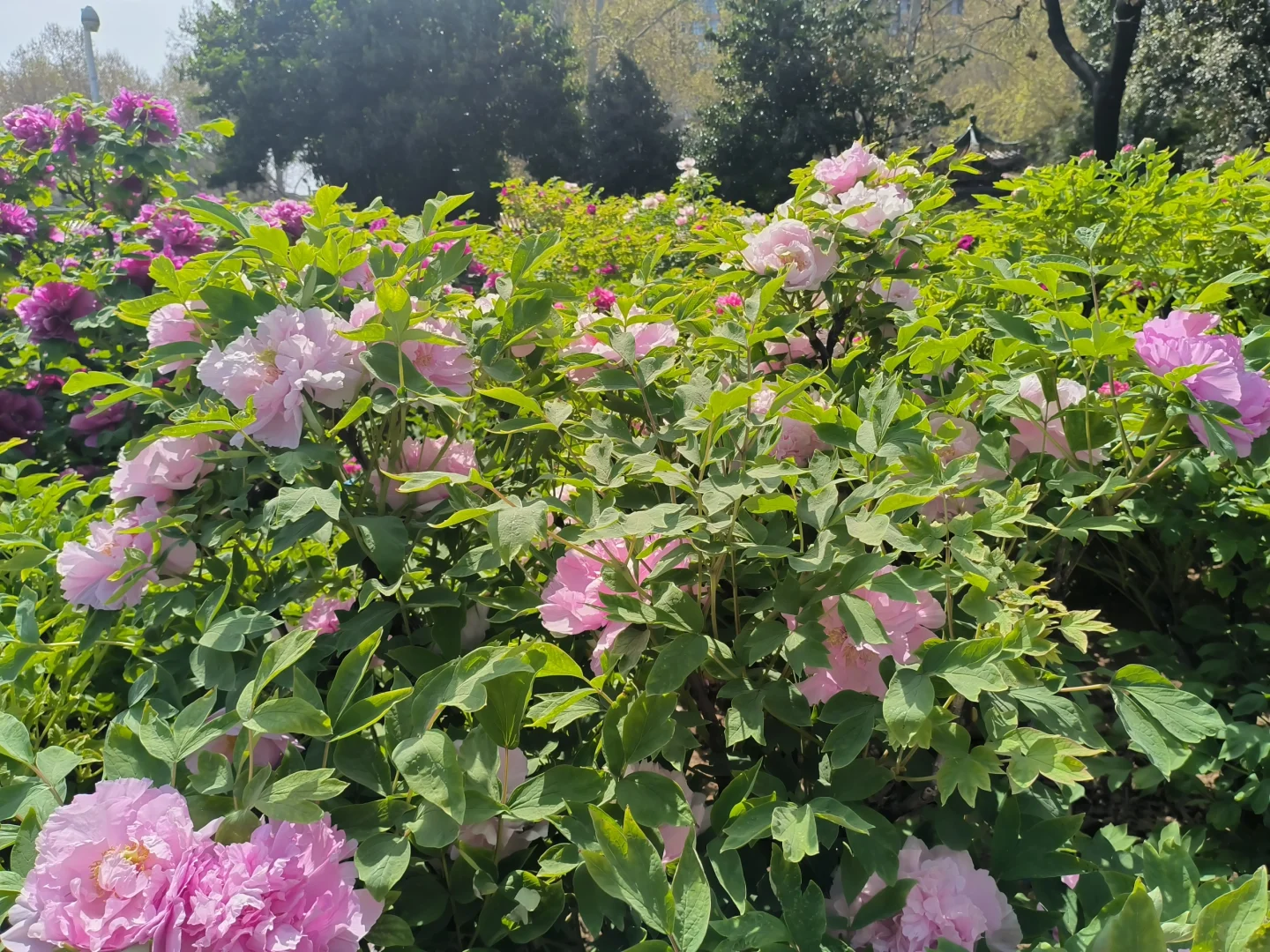 大学生清明节三天洛阳旅游攻略