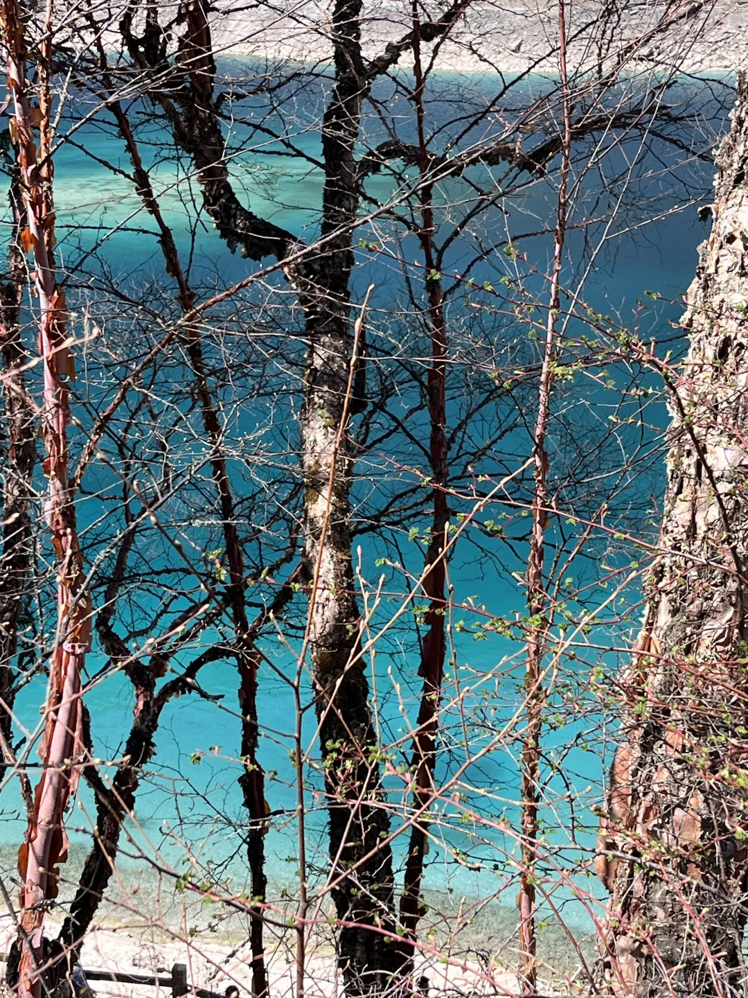 九寨沟两日游攻略｜带爸妈慢旅行