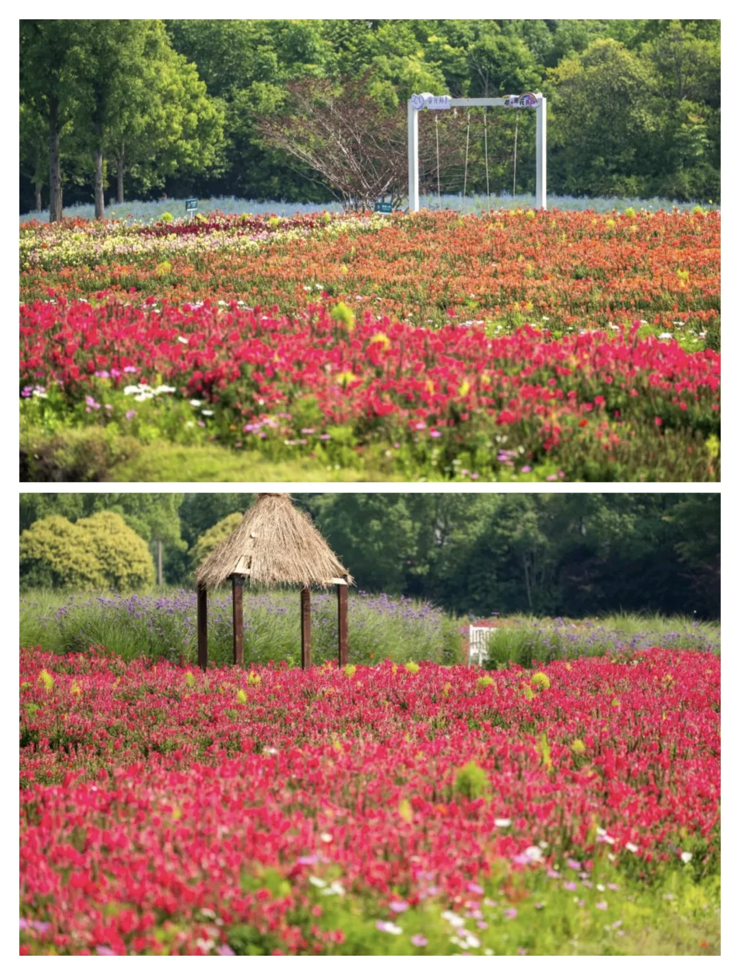 乐高 奶牛场…本地人玩转金山旅游攻略上篇