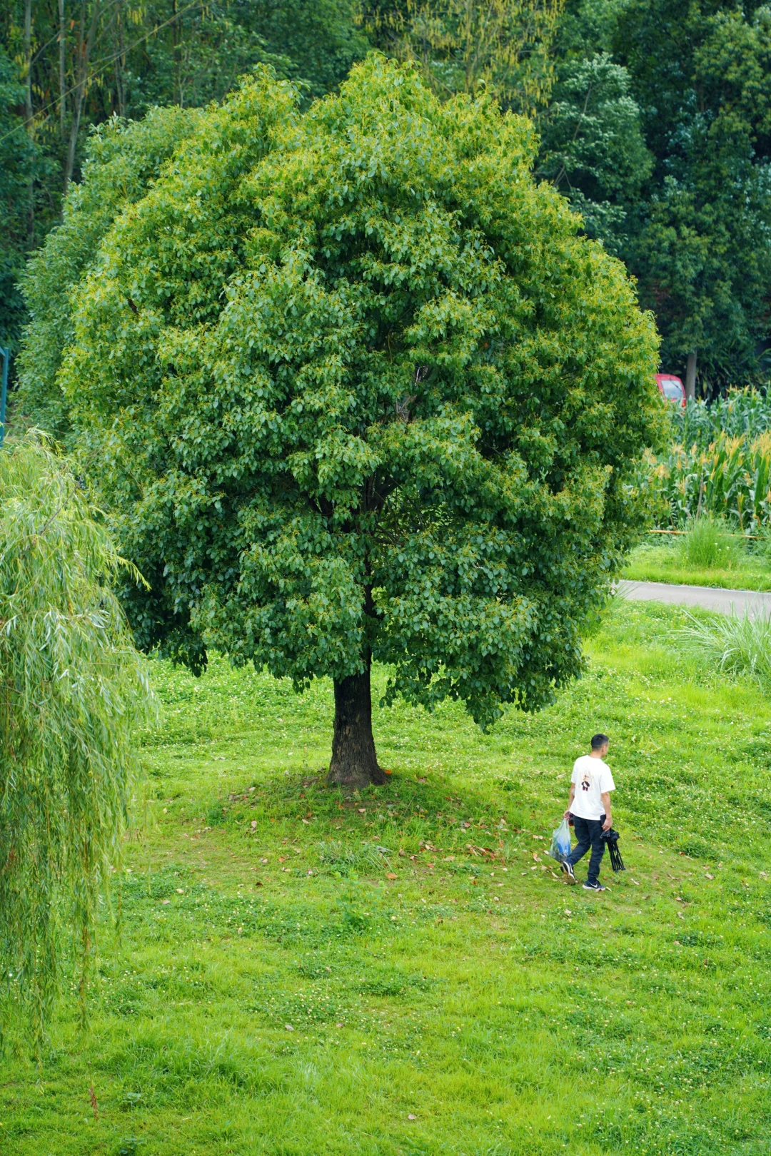 成都最美的景点果然都是免费的......