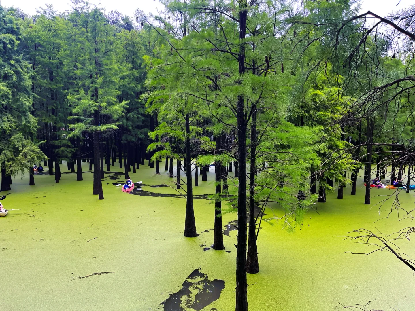 谁说绿野仙踪只在童话里⁉️