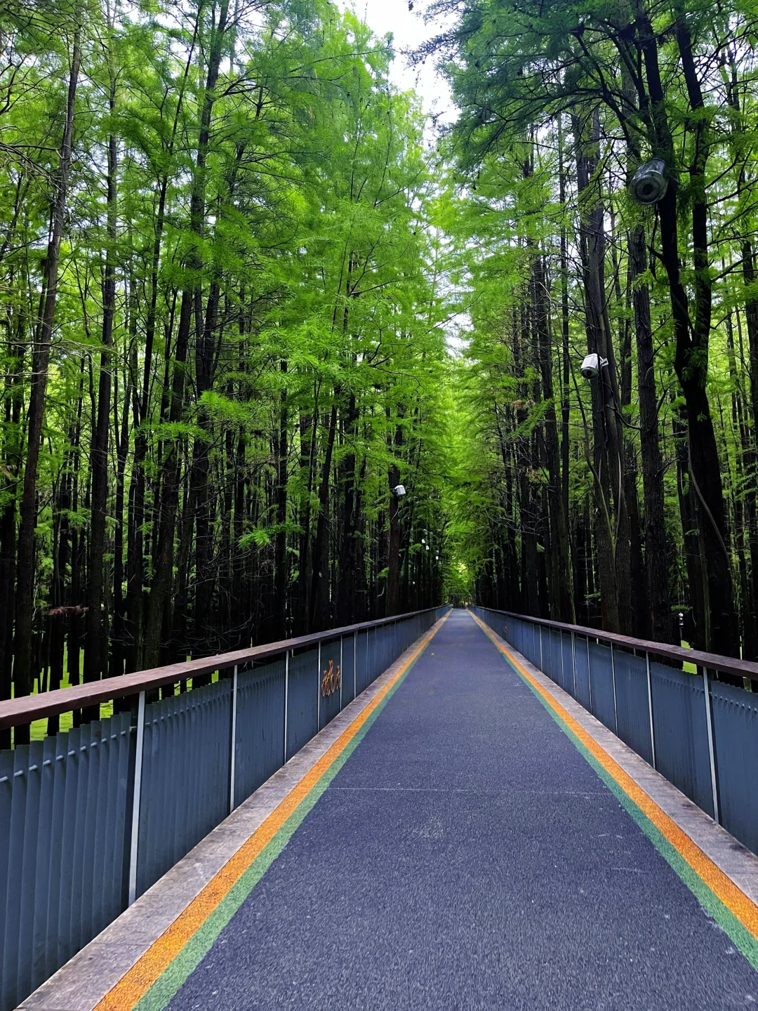 谁说绿野仙踪只在童话里⁉️