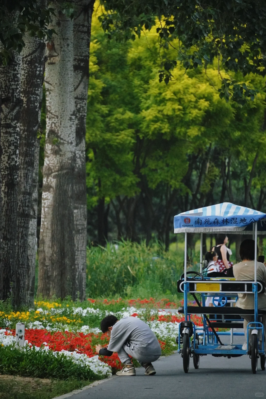 南城人的莫奈花园🌸 规模超顶的花海上线了