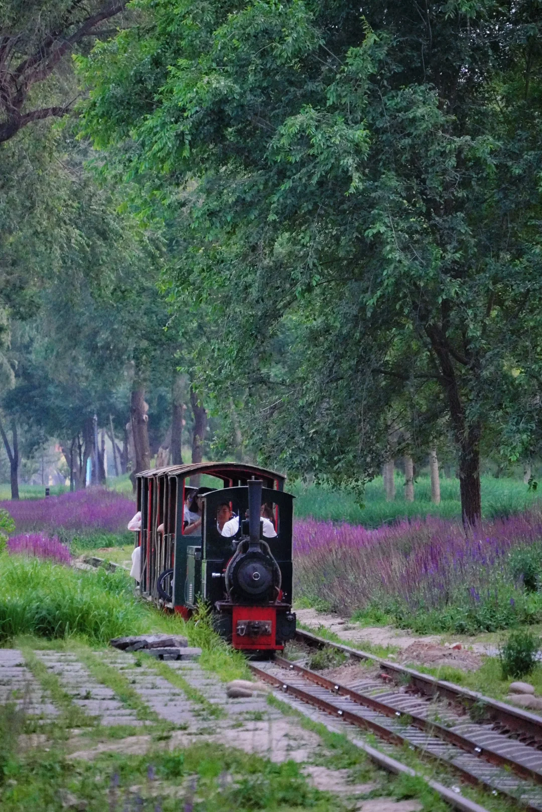 南城人的莫奈花园🌸 规模超顶的花海上线了