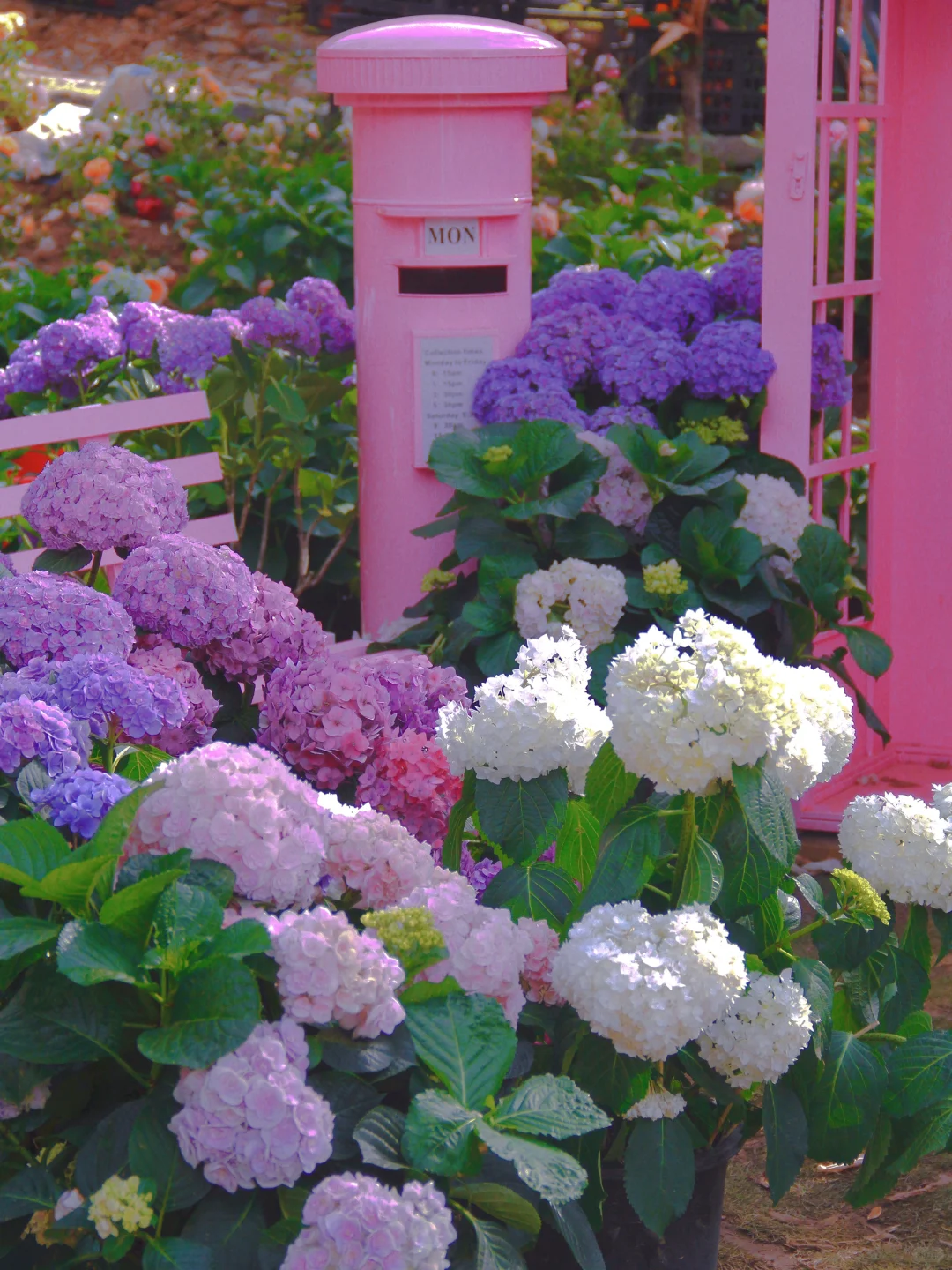 临沂的莫奈花园也太美了吧💐❗️