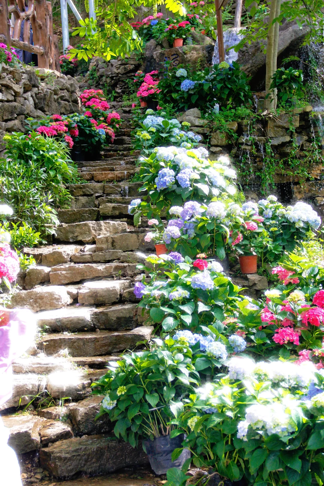 临沂的莫奈花园也太美了吧💐❗️