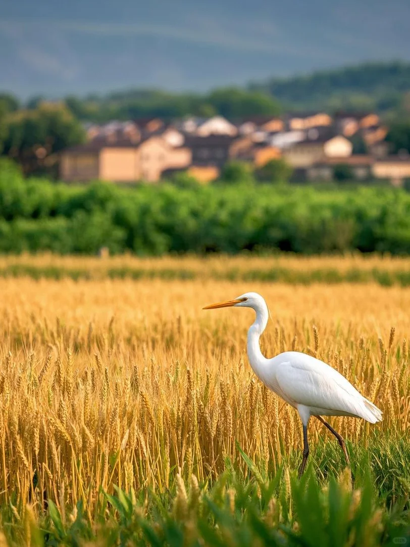 藏在河南的小众仙境，被我找到了！