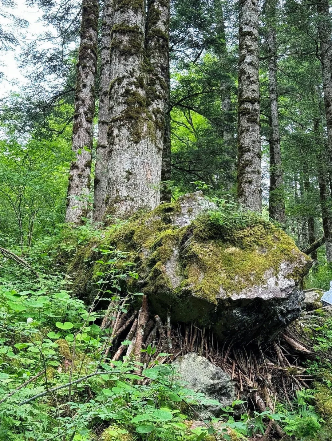 国家地理没骗人❗️恩施｜神农架｜三峡全攻略❗️