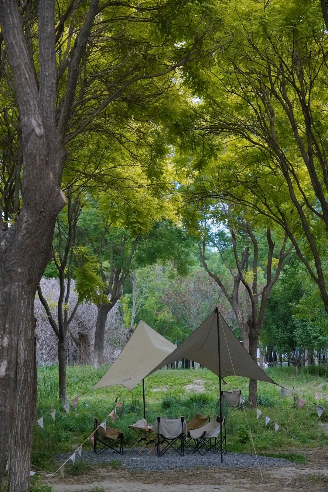 南城人的莫奈花园🌸 规模超顶的花海上线了
