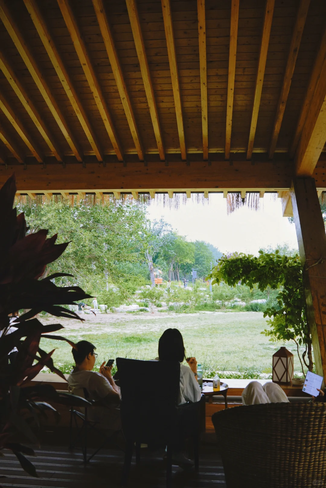 南城人的莫奈花园🌸 规模超顶的花海上线了