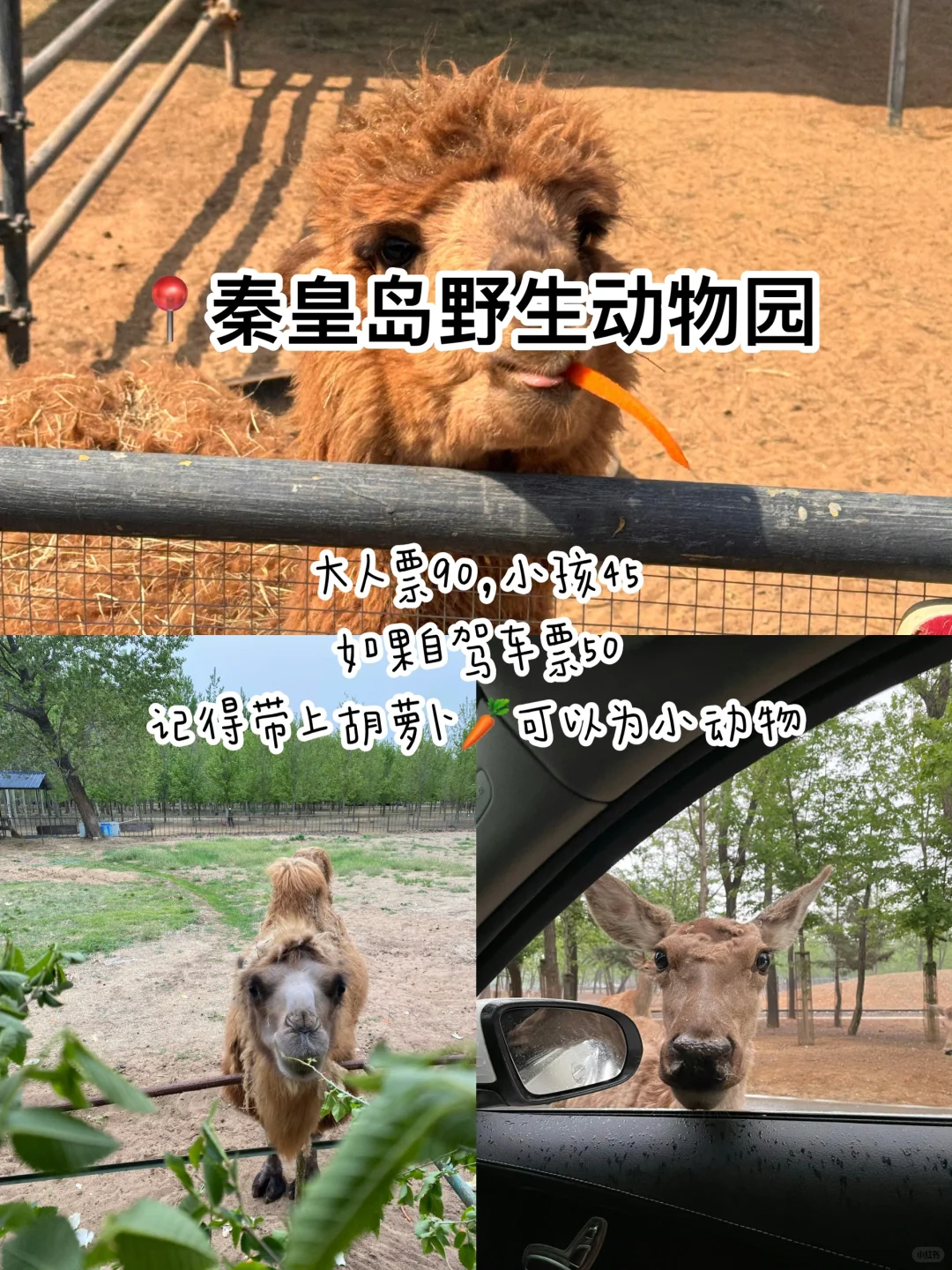 秦皇岛|本地人3天2晚人均500,保姆级攻略‼️