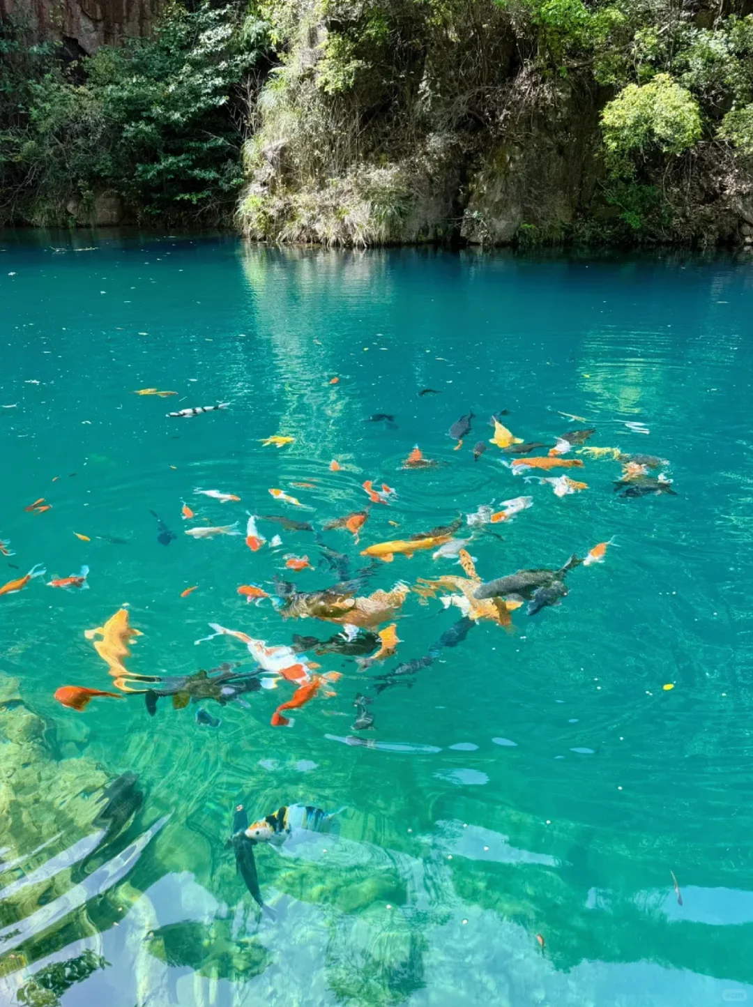 去了桐庐9️⃣次总结的旅游攻略，快码住