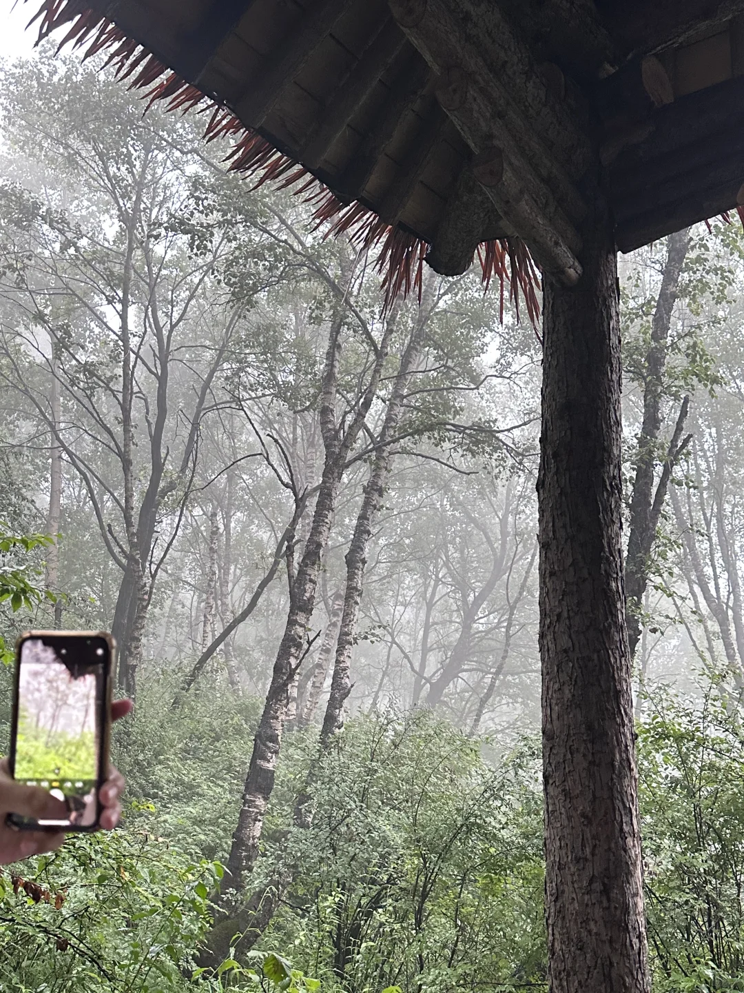 森林氧吧石家庄好去处～拒绝焦虑，停止内耗