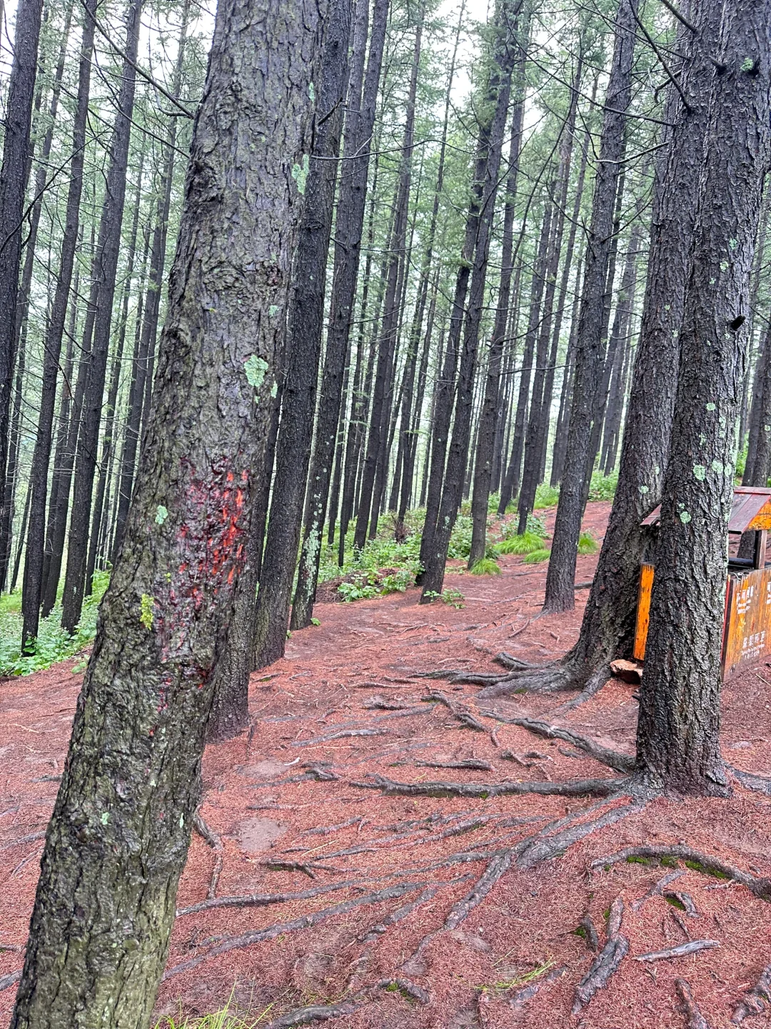 森林氧吧石家庄好去处～拒绝焦虑，停止内耗