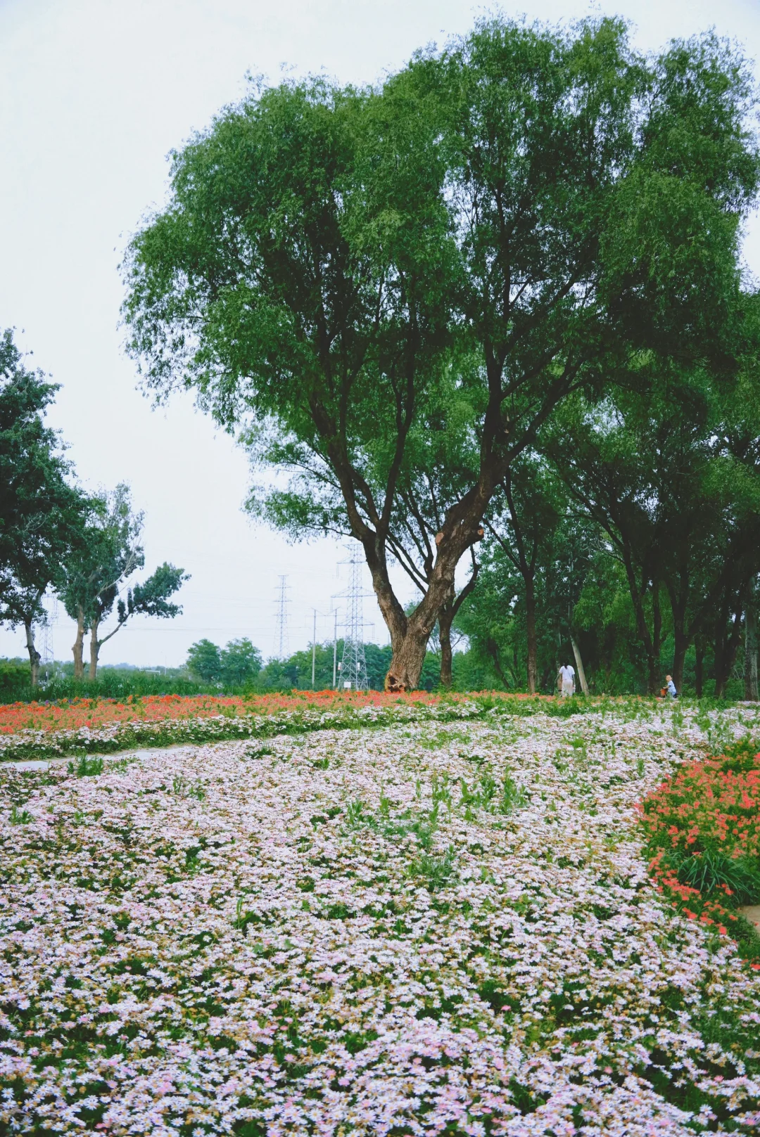 南城人的莫奈花园🌸 规模超顶的花海上线了