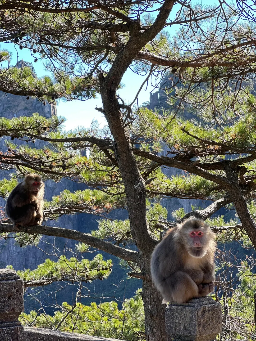 黄山之巅,邂逅云与峰的浪漫!
