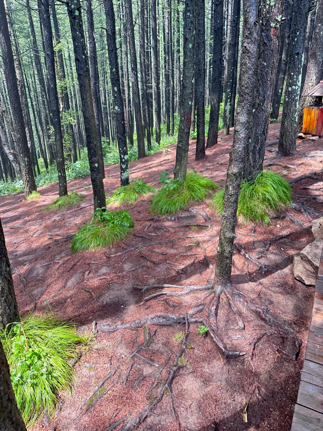 森林氧吧石家庄好去处～拒绝焦虑，停止内耗