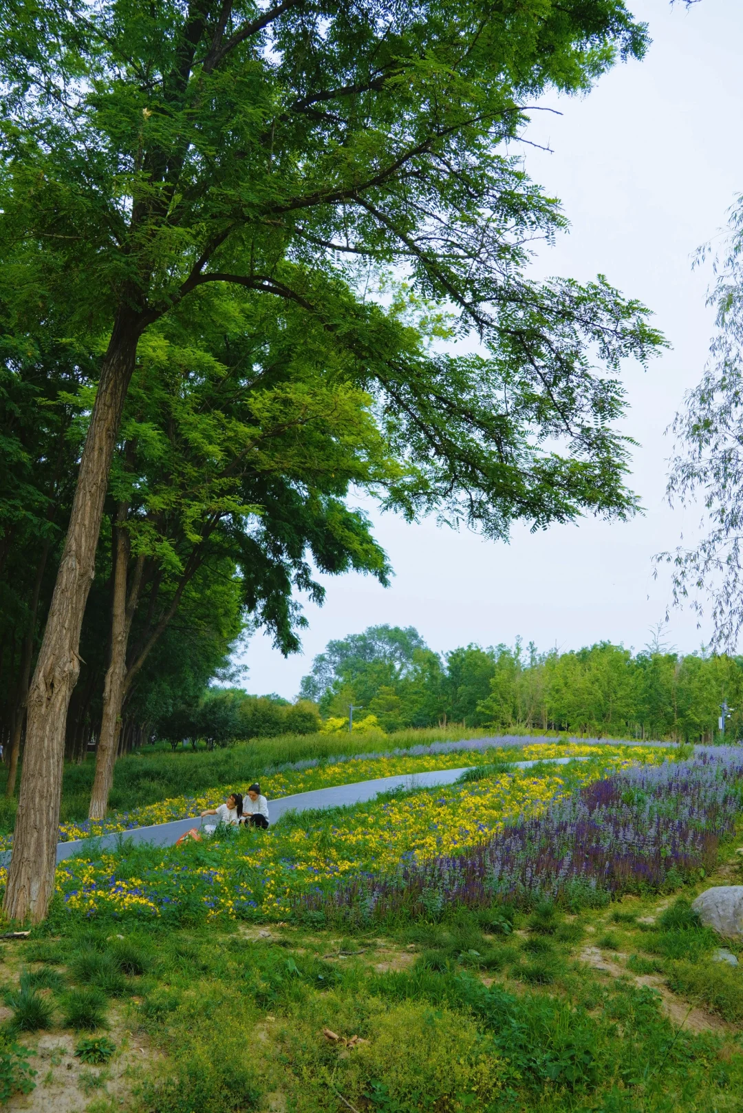 南城人的莫奈花园🌸 规模超顶的花海上线了