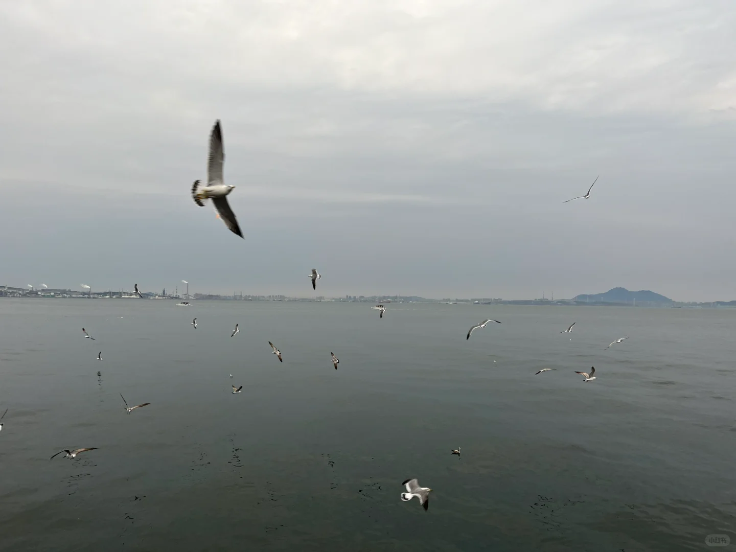 大连已回 我的感受是