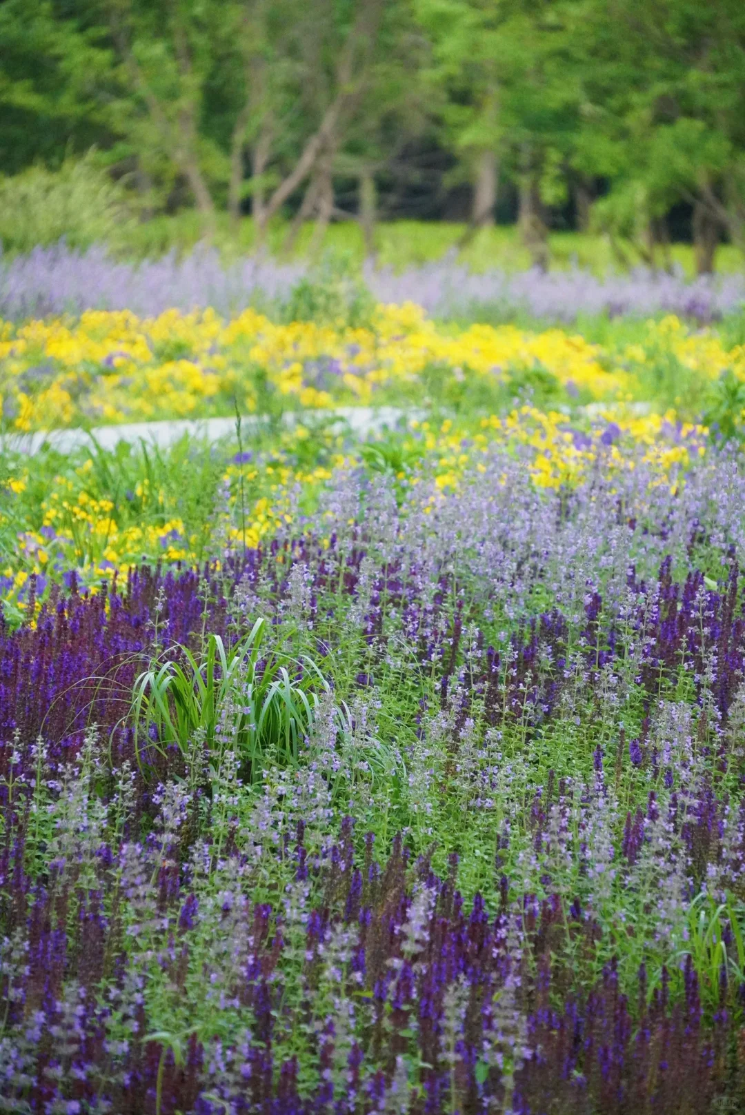 南城人的莫奈花园🌸 规模超顶的花海上线了