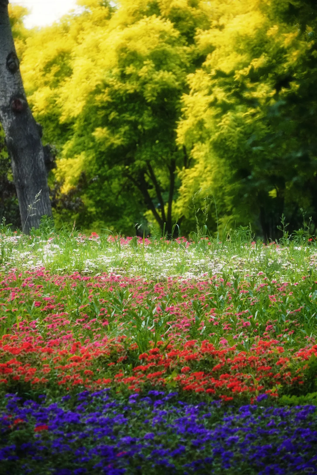 南城人的莫奈花园🌸 规模超顶的花海上线了
