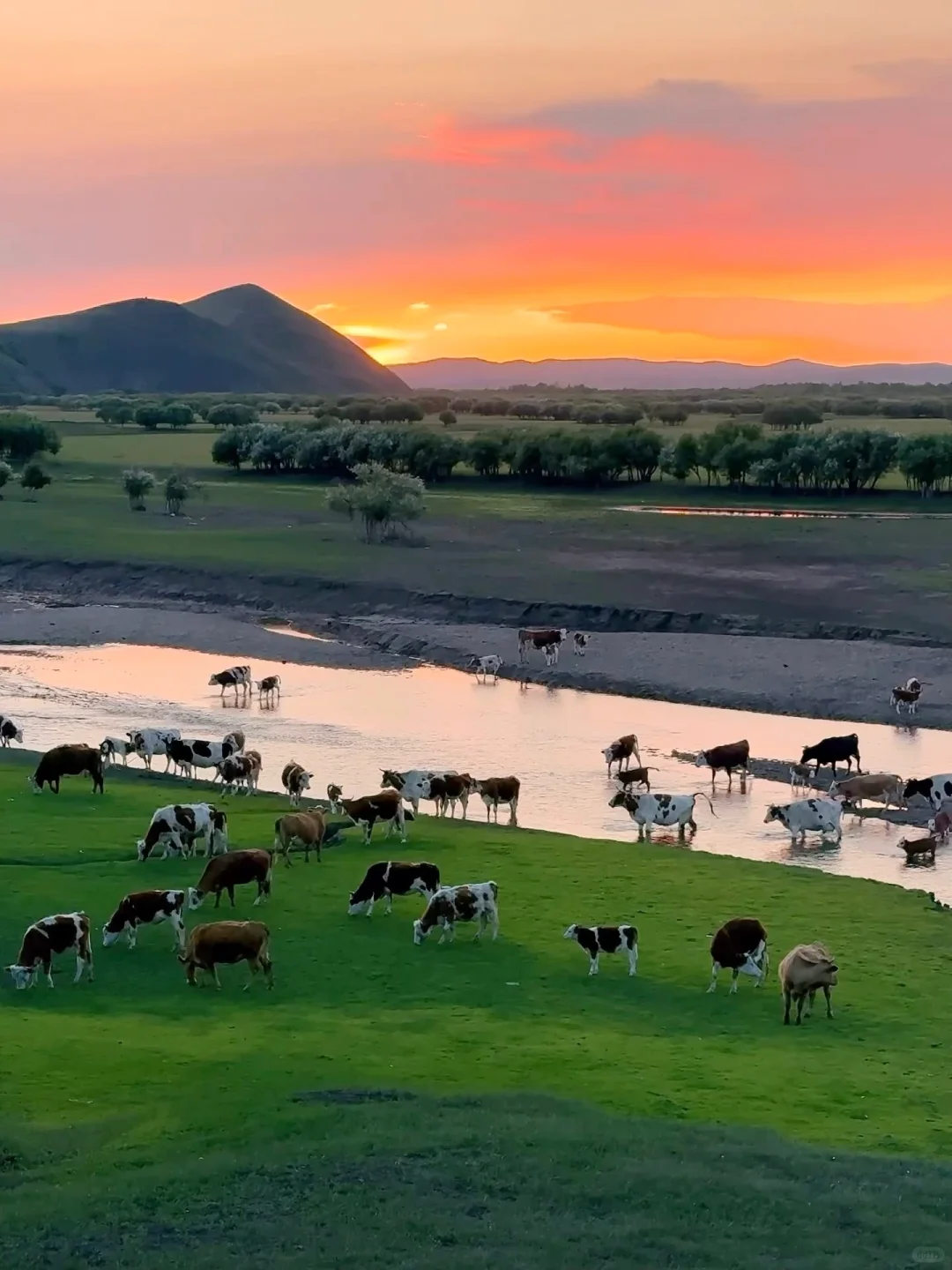 Live图，牛马到呼伦贝尔第一天就美哭了😭