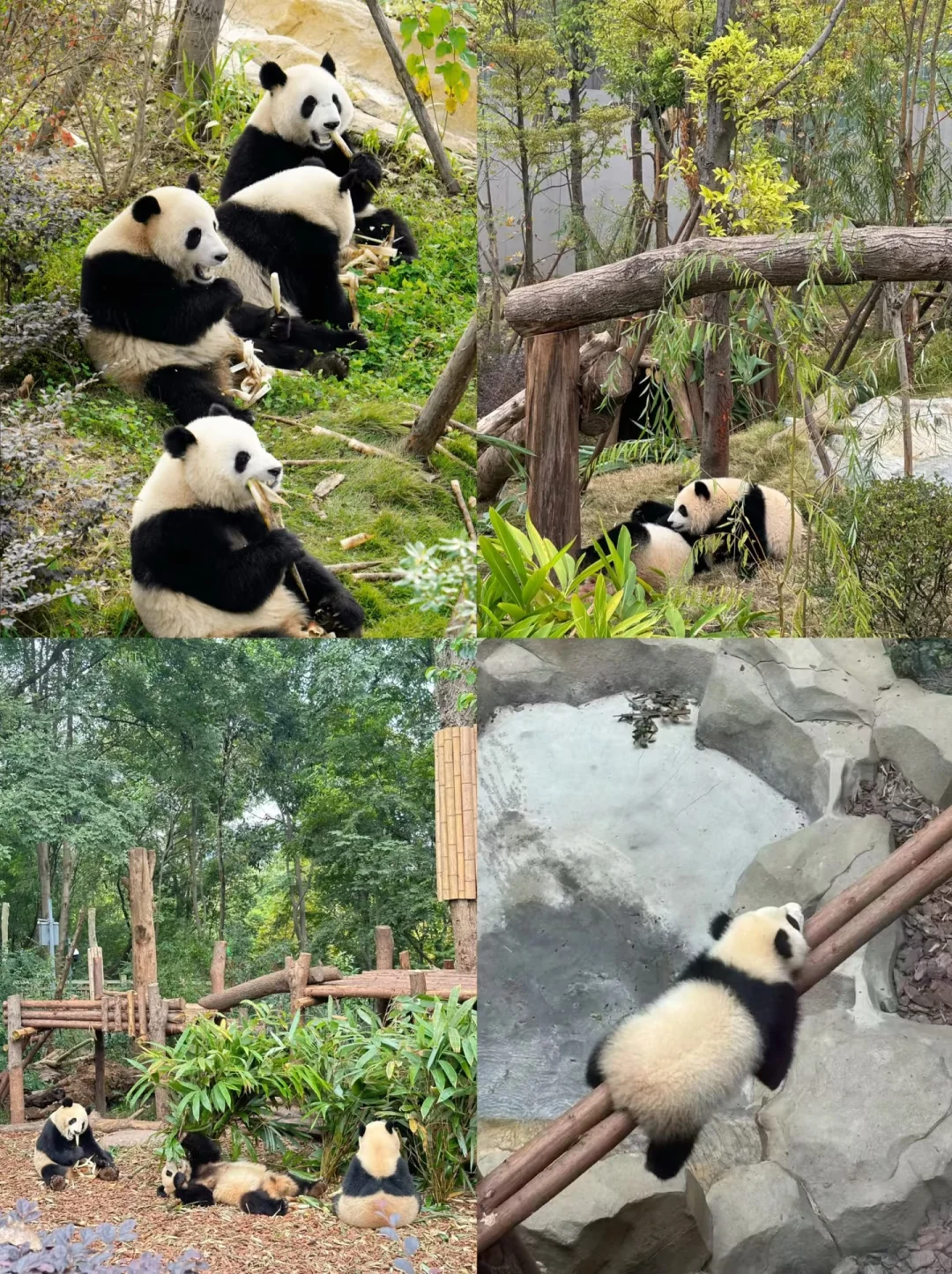 震惊了！！毕业来成都玩三天只花了756块钱