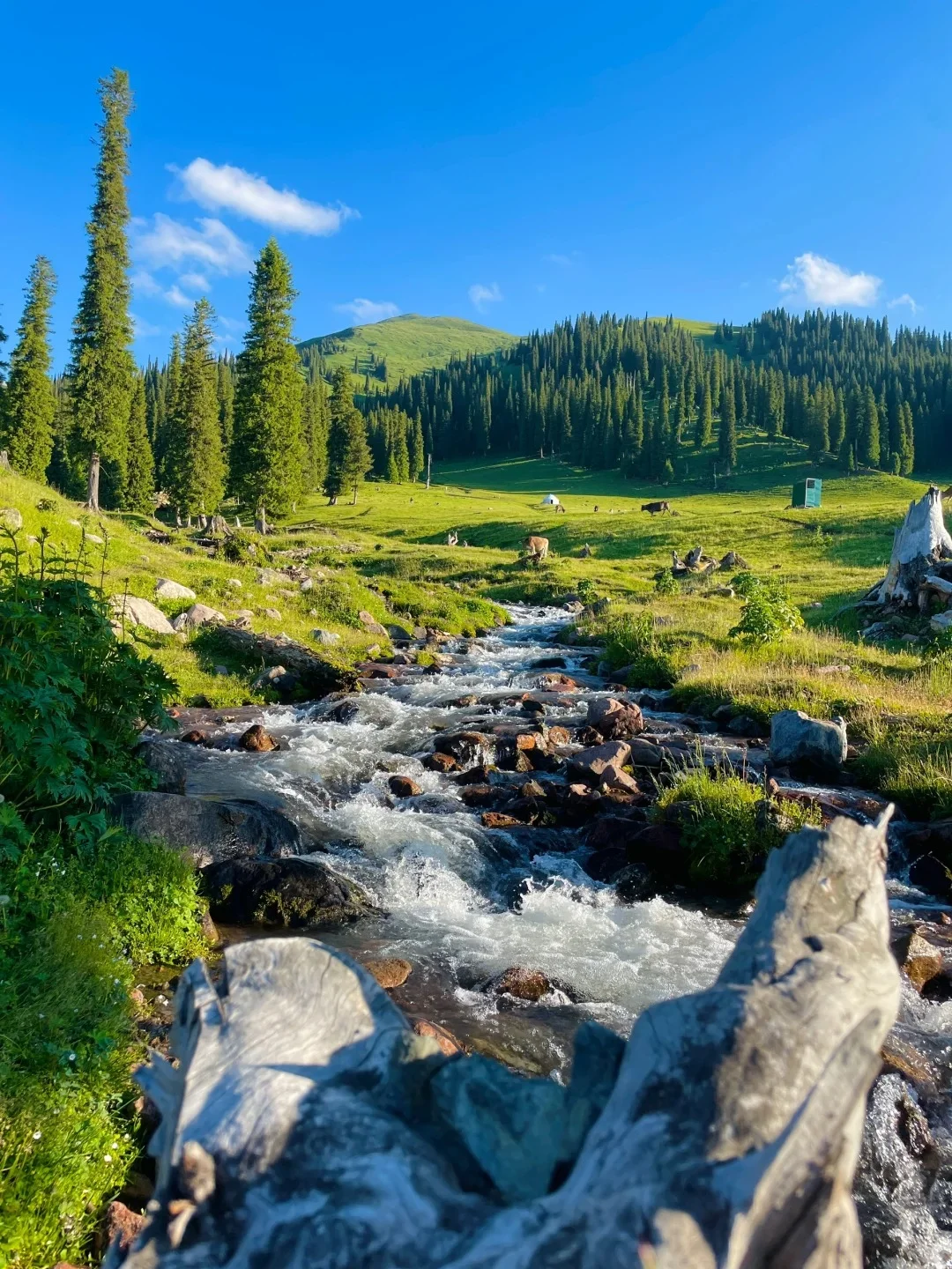 🌲 那拉提草原|童话世界の正确打开方式