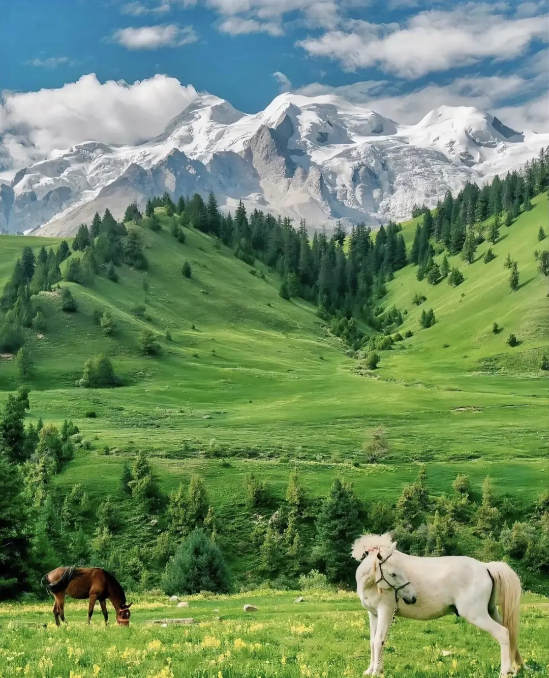 🌲 那拉提草原|童话世界の正确打开方式
