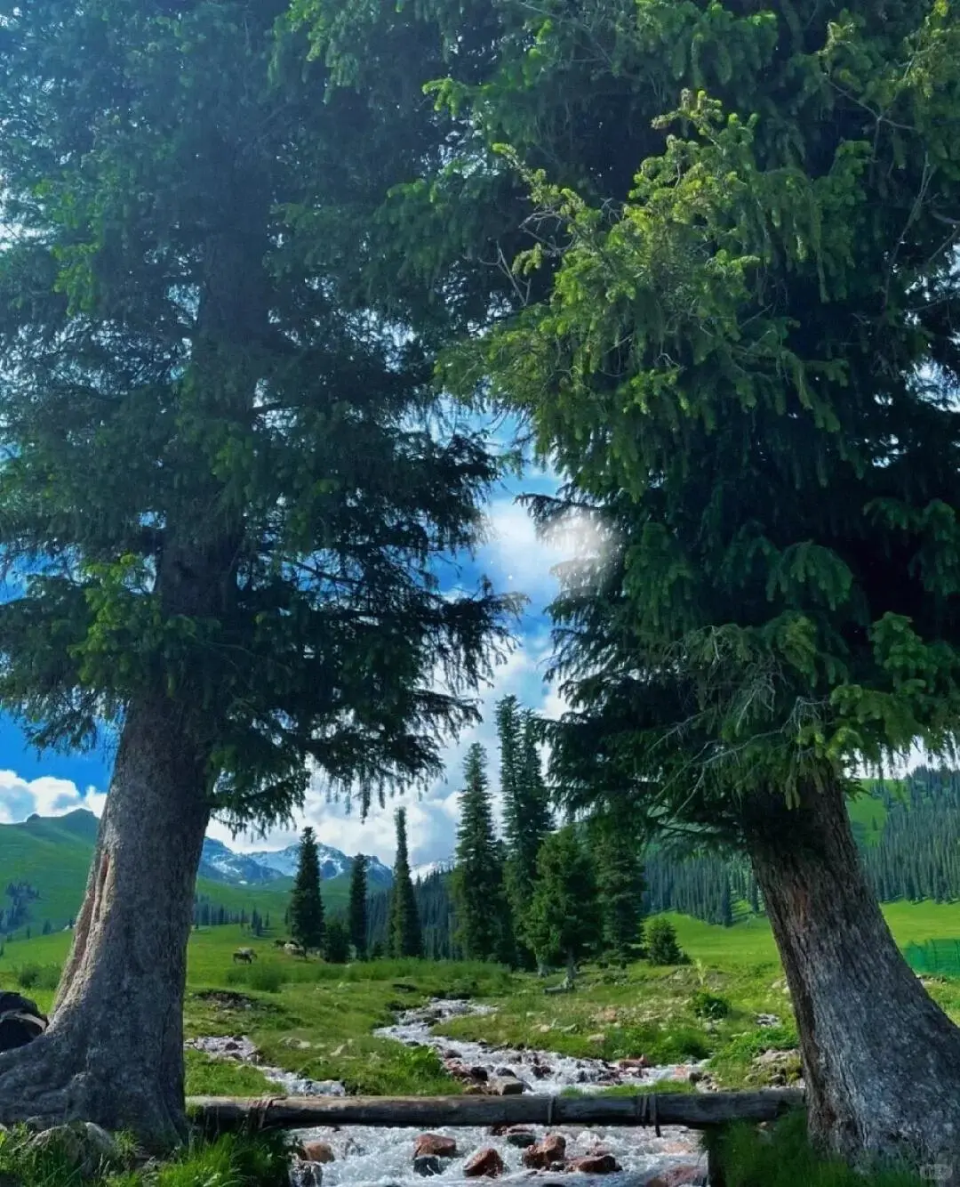 🌲 那拉提草原|童话世界の正确打开方式