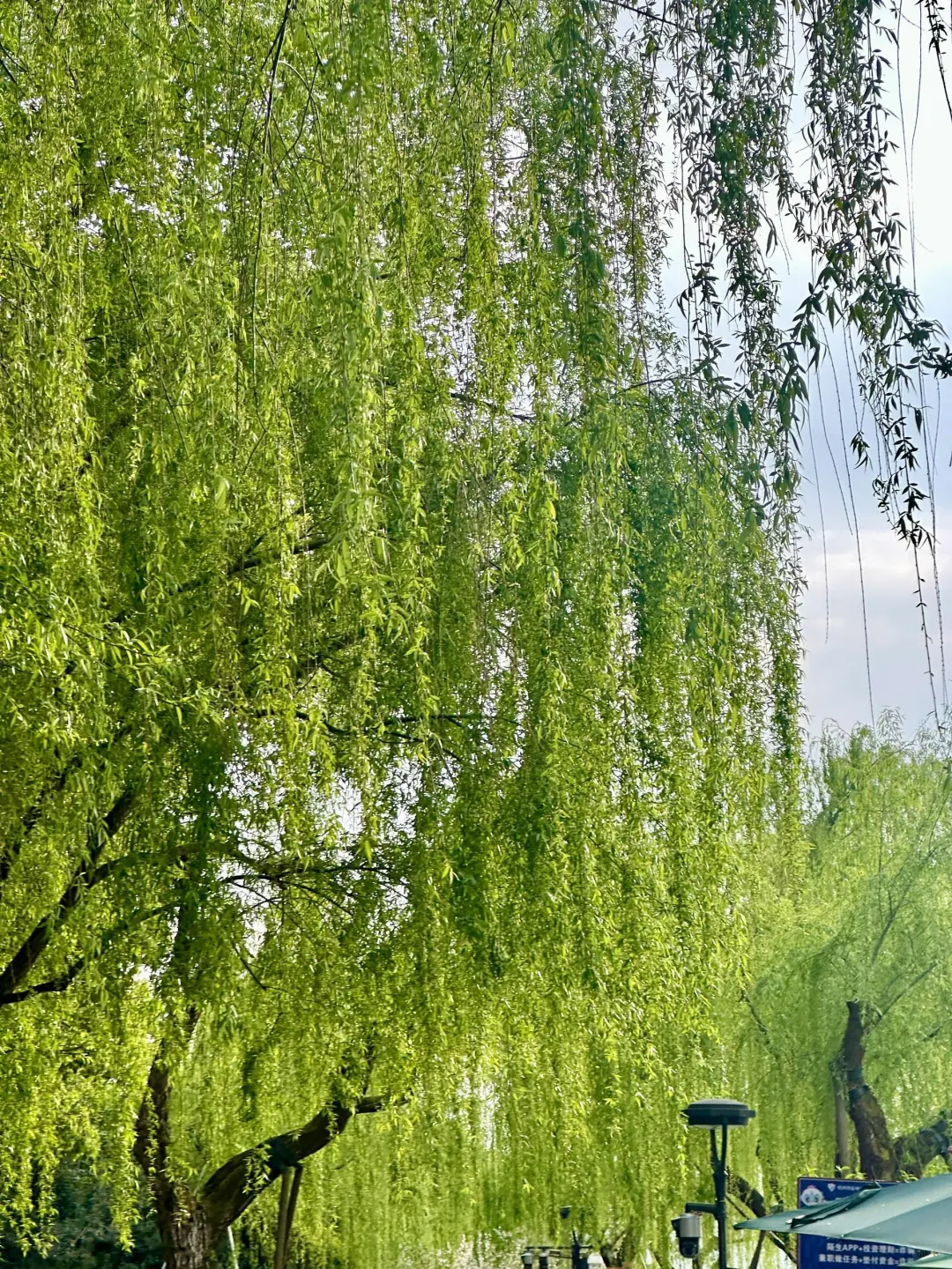 杭州行，总要吹一吹西湖那温柔的晚风吧～