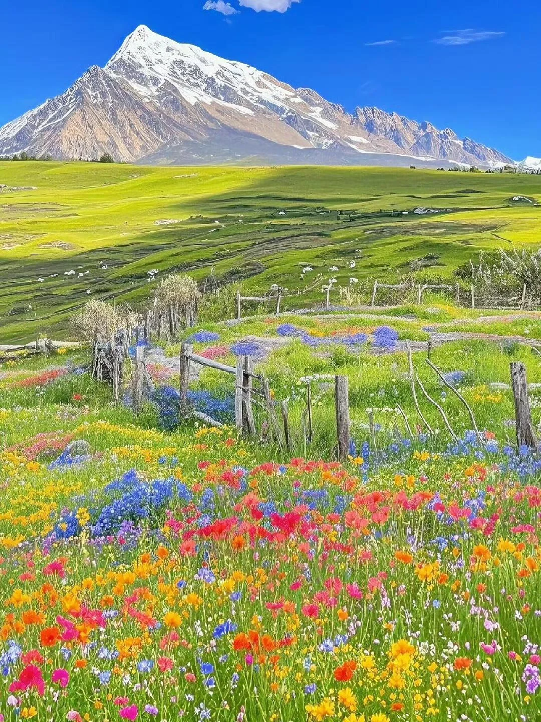 夏天的川西,已经美到next level了…