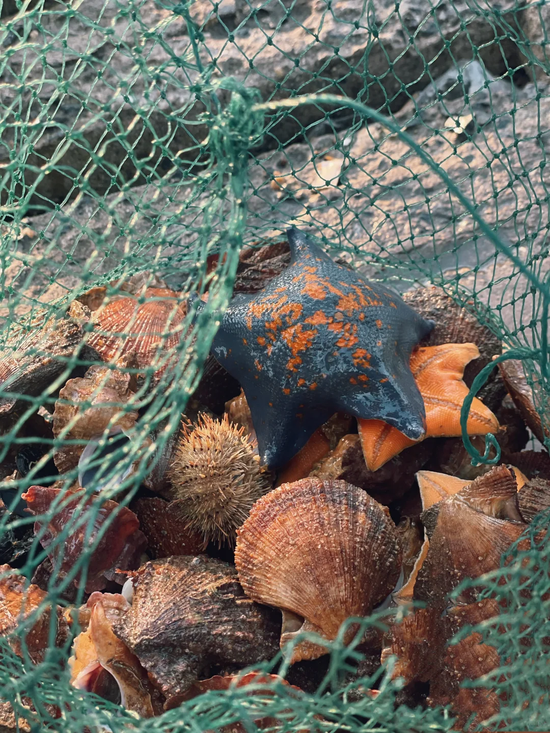 青岛-威海-烟台-大连丨9天自由行