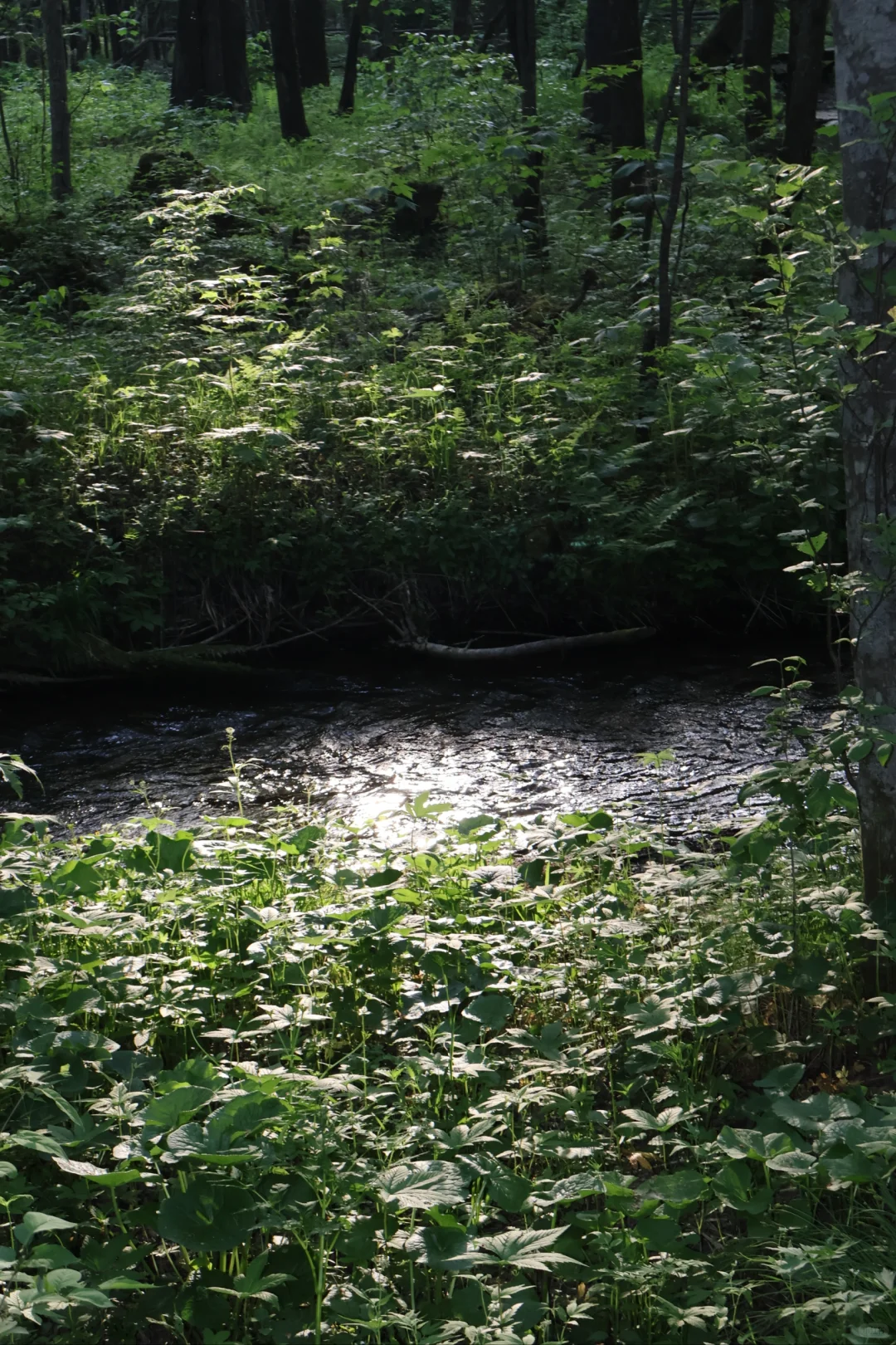 大学生伊春旅行3天2晚花费550元攻略来啦